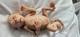8 Inch Silicone Open Mouth Monkey